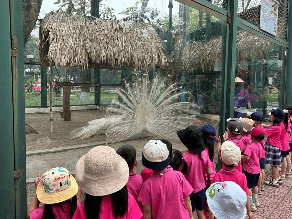 Always stay at a safe distance to respect the animals' space (Source: Fanpage VƯỜN TH&Uacute; H&Agrave; NỘI)